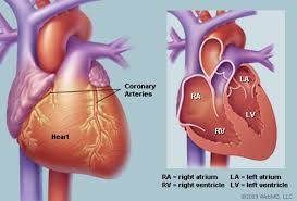 The woman's body was found after the victim's. Human Heart Anatomy Diagram Function Chambers Location In Body