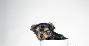 Zu diesem thema gibt es viele meinungsverschiedenheiten, von denen einige völlig gegensätzlich sind. Vom Raubtier Zum Fiffi Eine Teetasse Voll Hund Tiroler Tageszeitung Online Nachrichten Von Jetzt