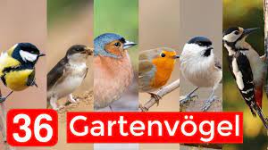Stunde der gartenvögel vom 13. 36 Haufige Gartenvogel Bestimmen Aussehen Gesange Besonderheiten Youtube