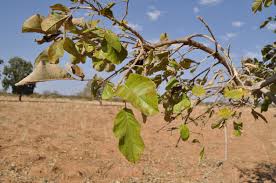 Image result for Vitex madiensis