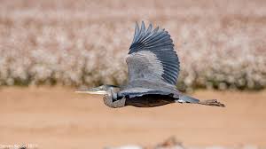 Great blue heron in flight p1050732 (ardea herodias) photographed at sturgeon lake near lindsay, ontario, canada. Great Blue Heron In Flight Sonoran Images
