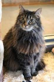 Pin Di Maine Coon