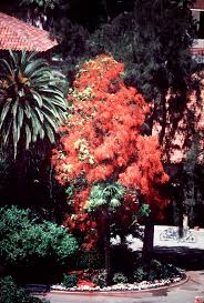 Image result for Casuarina verticillata