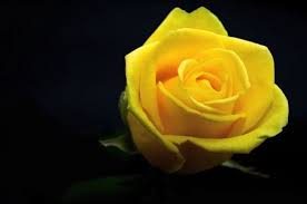 Background Keren Biru Hitam 50 Gambar Bunga Mawar Tercantik Di Dunia Warna Putih Ungu Download 7 Wallpaper Keren Tema Di 2020 Wallpaper Bunga Mawar Kuning Bunga Proses bleaching dapat membuat rambutmu jadi rusak jika tidak dirawat dengan baik. gambar bunga mawar tercantik di