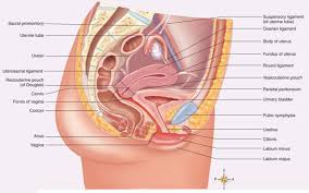 Why red horn kratom is known as energetic strain kratom. Human Anatomy And Physiology For Lifelong Learning