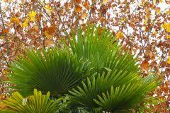 Livistona rotundifolia (footstool palm, roundleaf fountain palm). Livistona Rotundifolia Trockene Blatter Abschneiden So Geht S Facherpalme