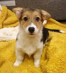 She is a wonderful dog! Pembroke Welsh Corgi Puppy Dog For Sale In Eau Claire Wisconsin