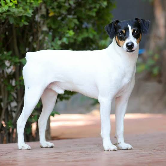 El camino de Washington para convertirse en un perro de raza - La Tercera