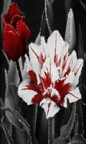 Aug 12, 2018 · here you will find animated images of hearts and flowers, as well as many beautiful animated cups of coffee and tea with inscriptions. Beautiful Flowers Gif Download Share On Phoneky