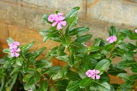 Carnation Flower In Kannada Best Flower Wallpaper