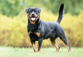 Rottweiler | Temperament, Lifespan & Size | Britannica