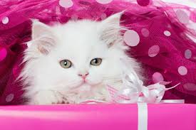 Cute Cat Wallpapers As Dp Wallpaper Cave You can do that by installing an app called parallel space which allows you to run two different instances of whatsapp on your device. cute cat wallpapers as dp wallpaper cave