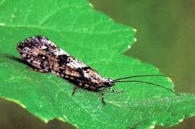 Image result for Philenoptera katangensis
