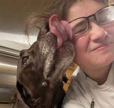 Vet and pet sitting recommendations for senior dogs?