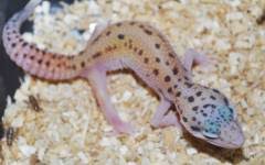 The simplest way, is the best here. Leopard Geckos Archive