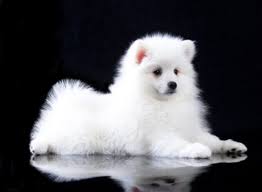 Japanese Spitz Puppies For Sale Cute Smart Healthy Vip Puppies Japanese Spitz Puppy Japanese Spitz Puppies For Sale