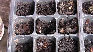 A seed is an embryo plant and contains virtually all the materials some perennials and tree and shrub seeds can be very slow and erratic in germination. How To Grow Jacaranda Trees From Seeds Youtube