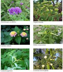 Image result for Gutenbergia cordifolia