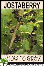 Image result for jostaberry