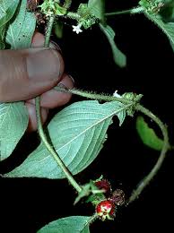 Image result for Sabicea