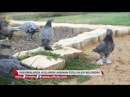 Kuscu Oyun Kusu Yetistiriciliginde Bilinmesi Gerekenler Youtube