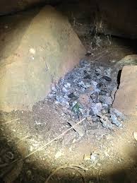 Image result for Cryptolepis cryptolepioides