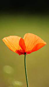 Single Flower Orange Poppy 720x1280 Wallpaper Single Flower Flowers Orange Poppy