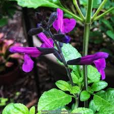 Image result for Sebaea microphylla