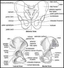 Check spelling or type a new query. Pelvis Skeleton Anterior View Lateral View And Medial View