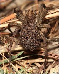 Wolf Spider Momma Carrying Her Babies On Back Animal Kingdom Spider Wolf Spider Insects