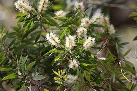 Image result for Melaleuca quinquenervia