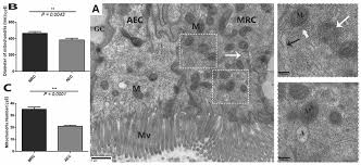 Erythrocytes are consistently the same size in a species, but vary in size between species. Animals Free Full Text Mitochondria Rich Cells A Novel Type Of Concealed Cell In The Small Intestine Of Chinese Soft Shelled Turtles Pelodiscus Sinensis Html