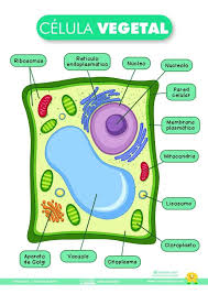 La Celula Vegetal Laminas Para El Aula Y Fichas Para El Alumno Es En Ensenanza Biologia Celula Vegetal Dibujos De Celulas