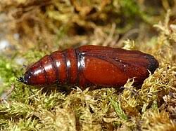 Image result for Apamea monoglypha