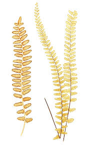 Image result for Hymenophyllum tunbridgense