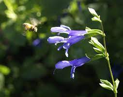 Use these resources to learn more about the best annual and perennial flowers for austin: Perennials Central Texas Gardener