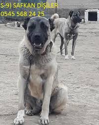 Sivas Kangal Kopek Yavrusu Uretim Ciftligi