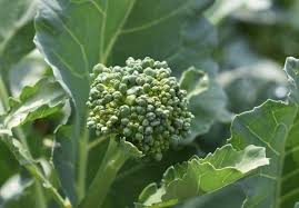 With just a few tips on how to grow broccoli, you can be. Growing Broccoli In Ohio Dengarden