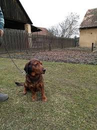 Image result for alpský brakýř jezevčíkovitý