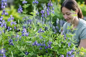 Image result for Indigofera baumiana
