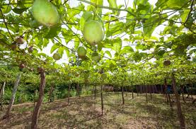 Explore the passion fruit tree. How To Grow Passion Fruit Yourself Canna Uk