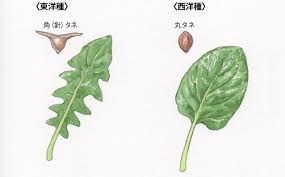 第22回 ホウレンソウ 詳しく知りたい 取り入れたい 自然の力 有機の力 実践編 読みもの サカタのタネ 家庭菜園 園芸情報サイト 園芸通信