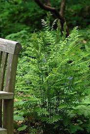 Image result for Osmunda regalis