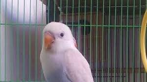 Lovebird kepala elang atau lovebird sable head steemit. Harga Lovebird Pastel Putih Terbaru Maret 2020