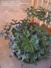 Image result for Trevesia