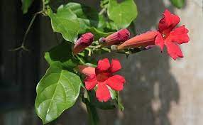 Red Trumpet Vine Stunning Climbing Plants Perfect For Trellis And Arbors Flowering Vines Garden Vines Plants