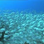 C Est Pas Sorcier Grands Aquariums Une Fenetre Sur L Ocean Sorciere Education Science Et Vie