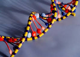 How To Make A Dna Model Projects Codigo Genetico Adn Biologia