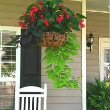 Dragon Wing Begonia And Sweet Potato Vines Porch Flowers Front Porch Flowers Container Flowers