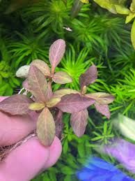 Image result for Hygrophila